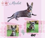 Small #2 French Bulldog Mix