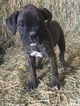 Small Photo #4 Boxer Puppy For Sale in AFTON, WY, USA