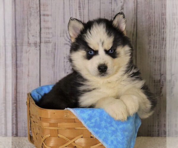 Medium Photo #1 Pomsky Puppy For Sale in FREDERICKSBG, OH, USA