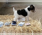 Small #7 Wire Fox Terrier