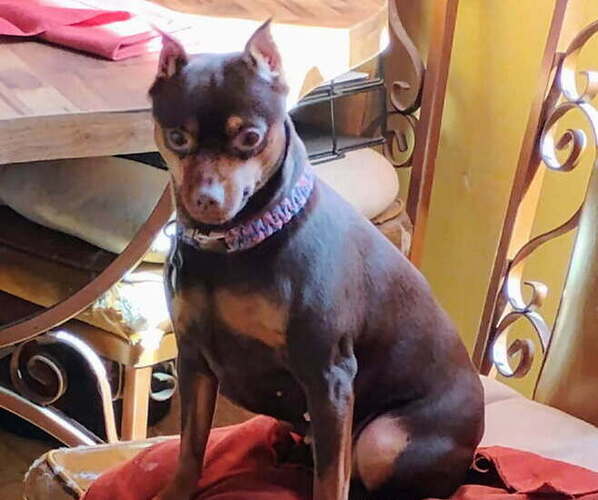 Medium Photo #1 Miniature Pinscher Puppy For Sale in HIGHLAND, IN, USA