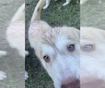 Small #20 Siberian Husky