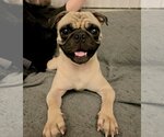 Small Photo #3 Pug Puppy For Sale in Dana Point, CA, USA