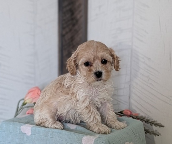 Medium Photo #18 Cockapoo (Toy) Puppy For Sale in GOSHEN, IN, USA