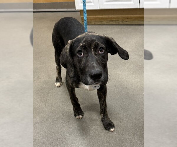Medium Photo #1 Plott Hound Puppy For Sale in Forestville, MD, USA