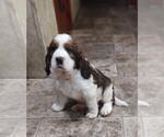 Small #4 English Springer Spaniel