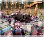 Small Photo #8 Schnoodle (Miniature) Puppy For Sale in NIANGUA, MO, USA