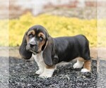 Small #2 Basset Hound