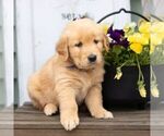 Small Photo #2 Golden Retriever Puppy For Sale in MORGANTOWN, PA, USA