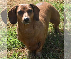 Luke in NC - Male Dachshund Dog for Adoption - Photo #2