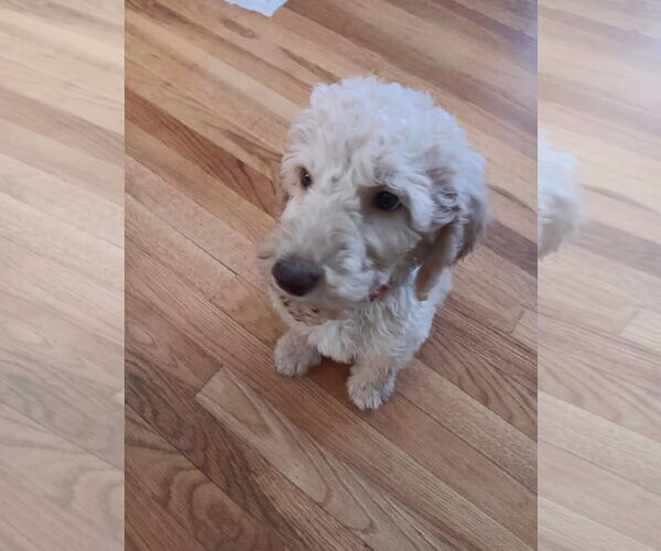 Medium Photo #6 Golden Retriever Puppy For Sale in Croydon, NH, USA