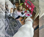 Small #43 Great Pyrenees Mix