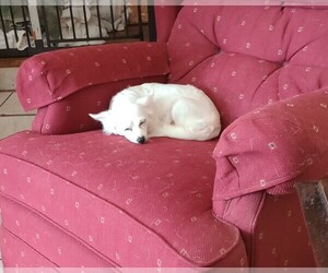 Chihuahua Puppy for sale in DAYTON, OH, USA