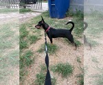 Small #2 Miniature Pinscher Mix