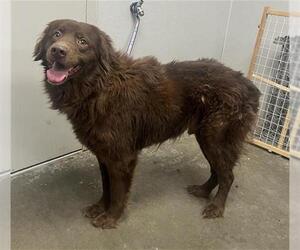 Mutt Dogs for adoption in Rosenberg, TX, USA