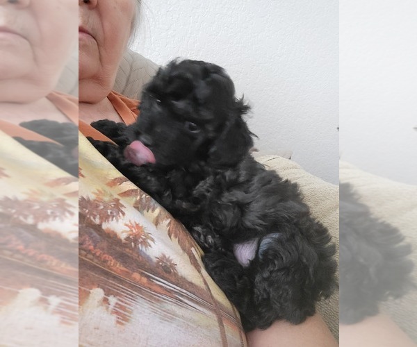 Medium Photo #1 Poodle (Toy) Puppy For Sale in COPPERAS COVE, TX, USA