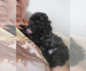 Poodle (Toy) Puppy for sale in COPPERAS COVE, TX, USA