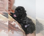 Beauty - Female Poodle (Toy) Puppy for Sale - Small photo