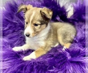 Shetland Sheepdog Puppy for sale in RIPLEY, MS, USA