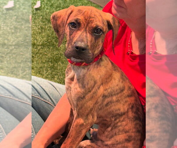 Medium Photo #5 Boxador Puppy For Sale in New York, NY, USA