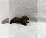 Puppy Brownie Dachshund