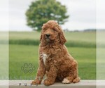 Small #3 Goldendoodle