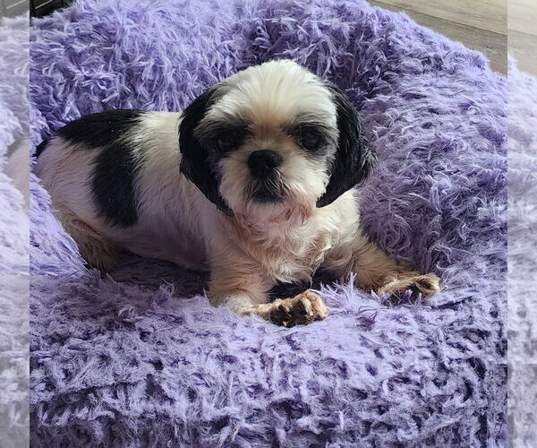 Medium Photo #4  Puppy For Sale in , 