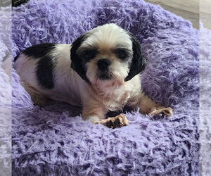 Shih Tzu Dogs for adoption in Tenafly, NJ, USA