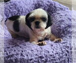 Small Photo #4  Puppy For Sale in , 