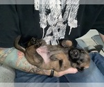Small Photo #201 Belgian Malinois Puppy For Sale in REESEVILLE, WI, USA