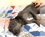 Small #2 Mutt