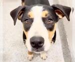 Small Greater Swiss Mountain Dog
