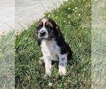 Puppy 6 Cocker Spaniel