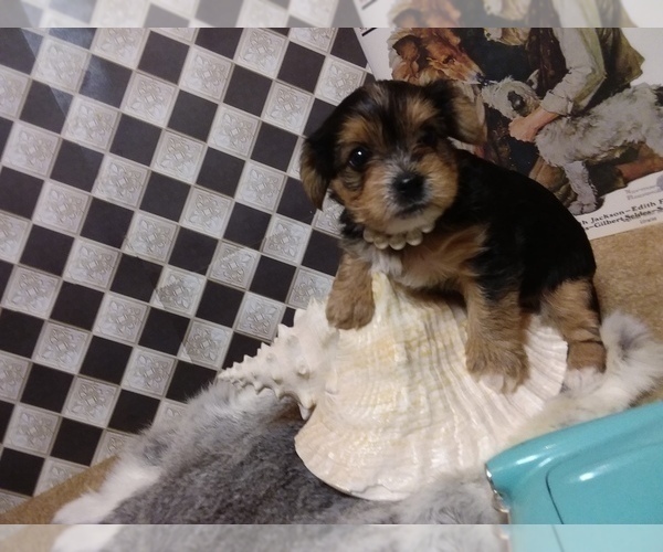 Medium Photo #4 Yorkshire Terrier Puppy For Sale in AUSTIN, TX, USA