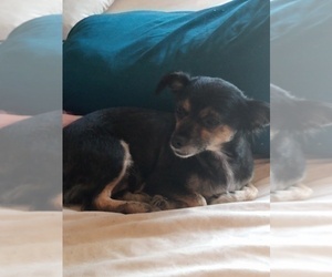 Mother of the Chihuahua puppies born on 05/22/2025