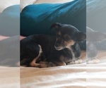 Small Photo #1 Chihuahua Puppy For Sale in SHALLOTTE, NC, USA