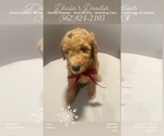 Puppy Saint Nick Goldendoodle
