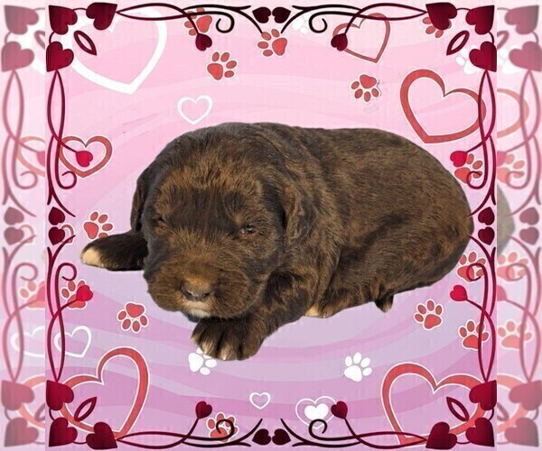 Medium Photo #82 Golden Mountain Dog Puppy For Sale in BLACK FOREST, CO, USA