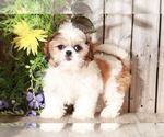 Small Shih Tzu