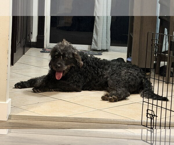 Medium Photo #5 Poodle (Standard)-Unknown Mix Puppy For Sale in Sandy, UT, USA