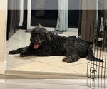 Small #4 Poodle (Standard) Mix