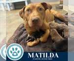 Small #3 American Pit Bull Terrier Mix