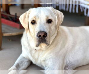 Medium Labrador Retriever