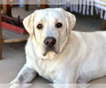Small Labrador Retriever