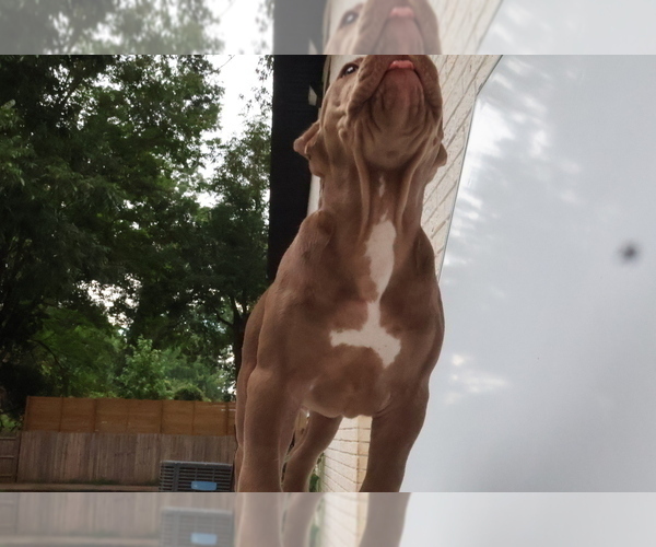 Medium Photo #6 American Bully Puppy For Sale in LOCUST, NC, USA