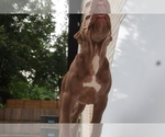 Small #5 American Bully