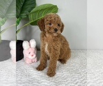 Small Photo #6 Goldendoodle (Miniature) Puppy For Sale in FRANKLIN, IN, USA