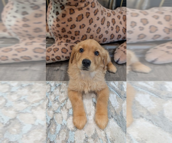 Medium Photo #10 Golden Retriever Puppy For Sale in SACRAMENTO, CA, USA