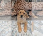 Small #9 Golden Retriever