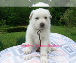 Small #5 German Shepherd Dog